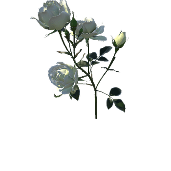 Flower Rose_Bungaria9_1